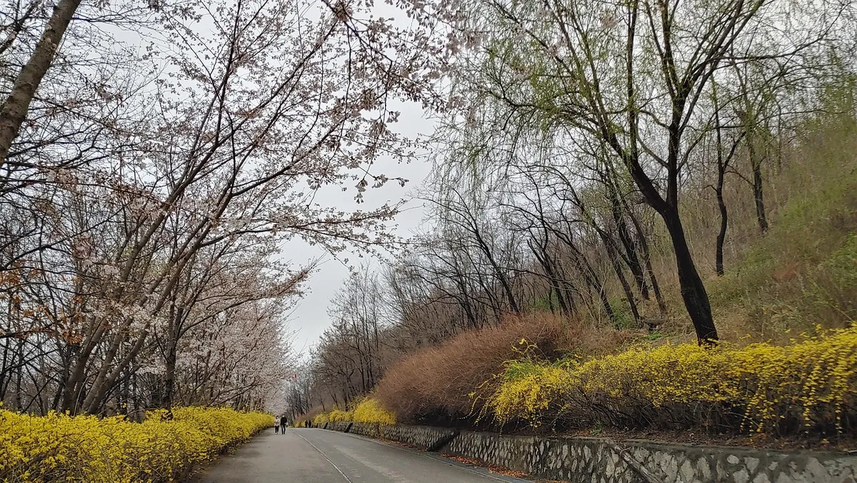 road, trees, park, nature, outdoors, landscape, spring, haneul park, sangam metasequoia road, mapo-gu, seoul, road, haneul park, haneul park, haneul park, haneu
