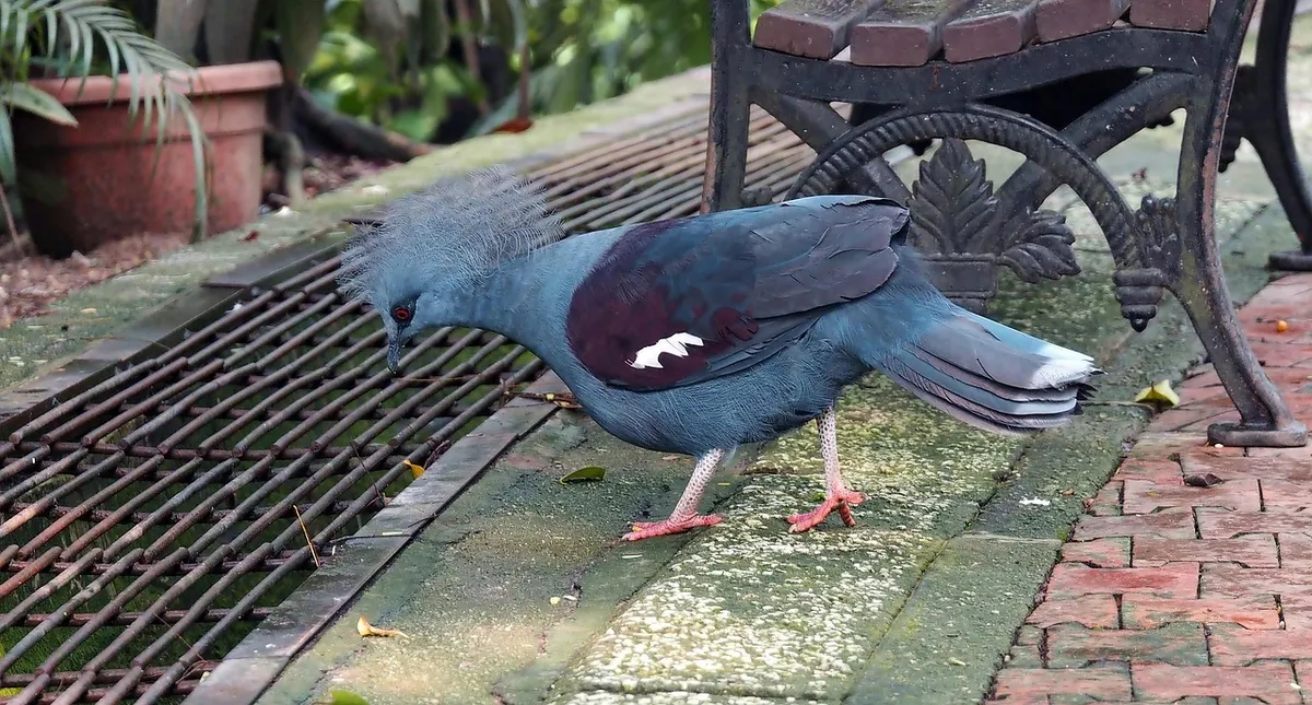 big pigeon, outdoor, western, crowned, pigeon, big, large, nature, bird, wild, domestic, local, resident, introduced, species