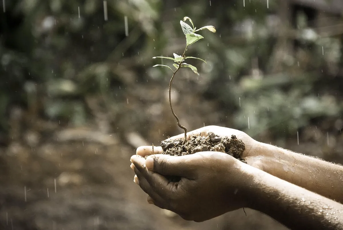 hands, plant, soil, grow, growing, growth, nature, raining, rainfall, rain, outdoors, life, idea, concept, soil, growth, growth, growth, growth, rain, rain, rai