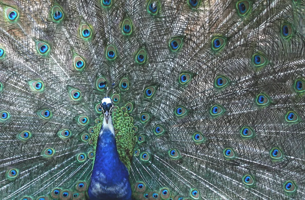 peafowl, peacock, bird, feathers, pattern, design, beautiful wallpaper, peacock feathers, wallpaper hd, free wallpaper, plumage, elegant, desktop backgrounds, c